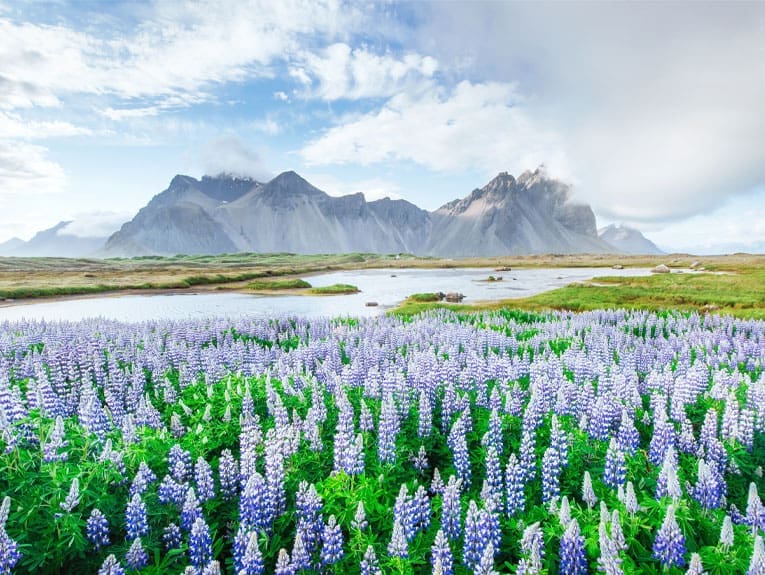 Iceland Spring Flowers in Bloom