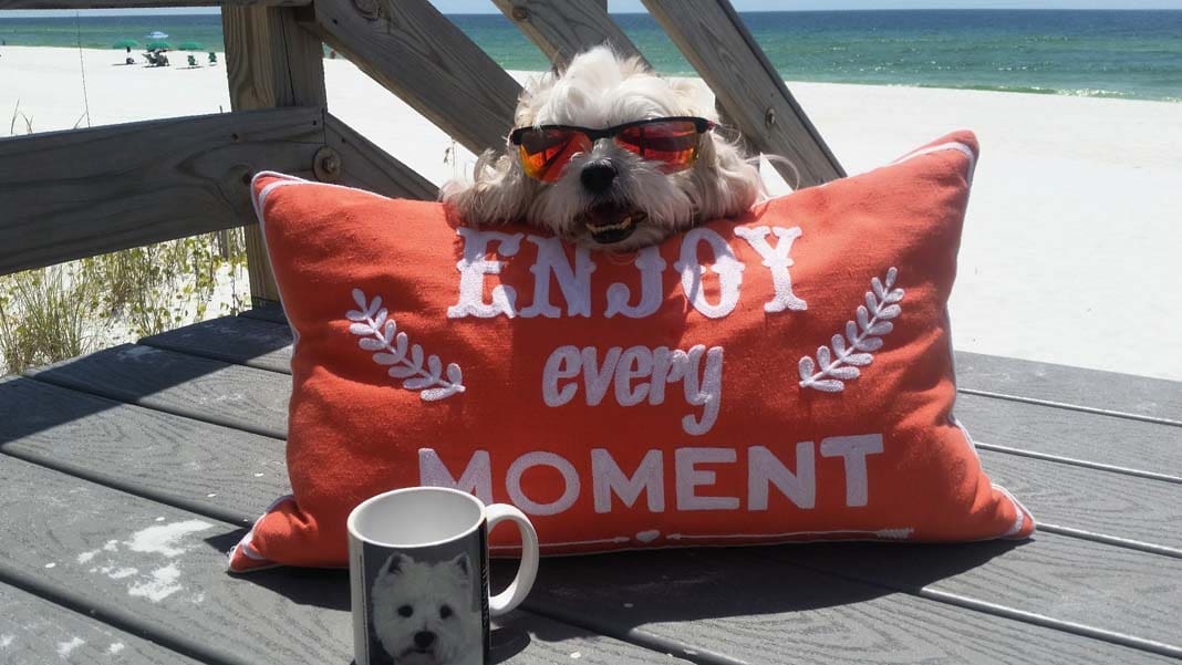 My Dog Gets It Enjoy Every Moment!
