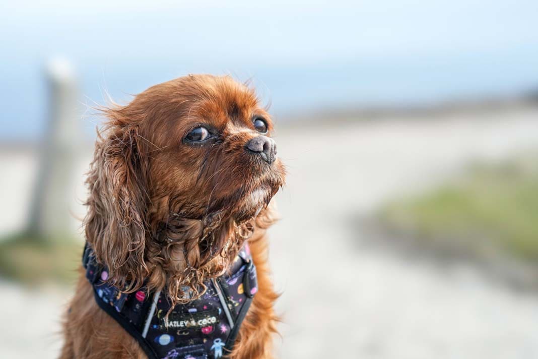 Image of a King Charles Spaniel looking into the camera with a soft, subtle gaze