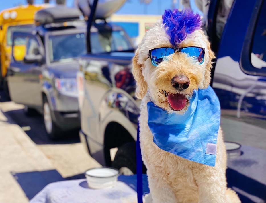 a cool southern california dog with purple mohawk