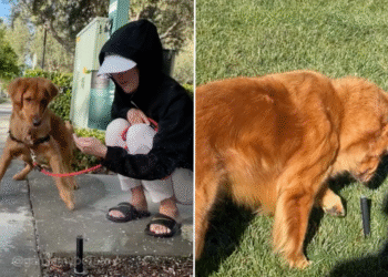 Video: Golden Retriever Doesn't Know How to React Every Time a Sprinkler Pops Up