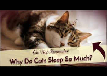 Cat Nap Chronicles Why Do Cats Sleep So Much