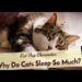 Cat Nap Chronicles Why Do Cats Sleep So Much