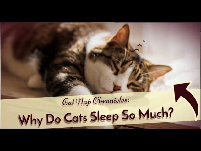 Cat Nap Chronicles Why Do Cats Sleep So Much
