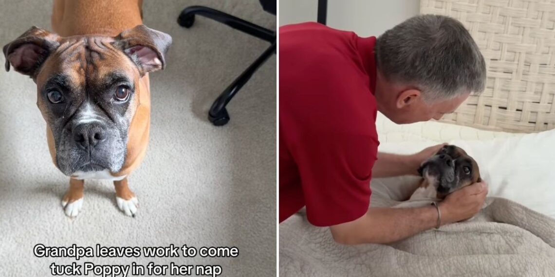 Dog Only Wants Grandpa to Tuck Her Into Bed in Adorable Video