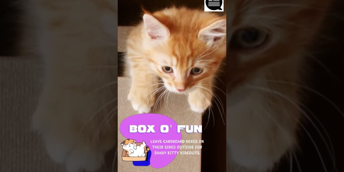 How to Keep Your Kitty Cat Cool During The Hot Summer Months