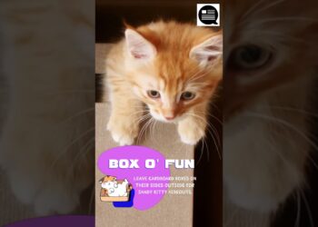 How to Keep Your Kitty Cat Cool During The Hot Summer Months