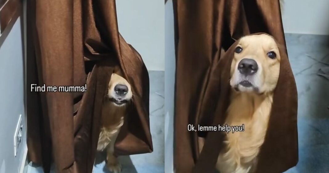 Golden Retriever Playing Hide and Seek in the Funniest Way