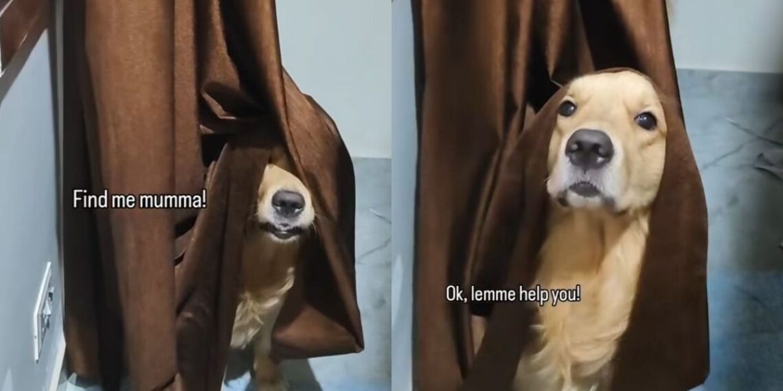Golden Retriever Playing Hide and Seek in the Funniest Way