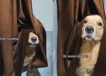 Golden Retriever Playing Hide and Seek in the Funniest Way