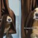 Golden Retriever Playing Hide and Seek in the Funniest Way