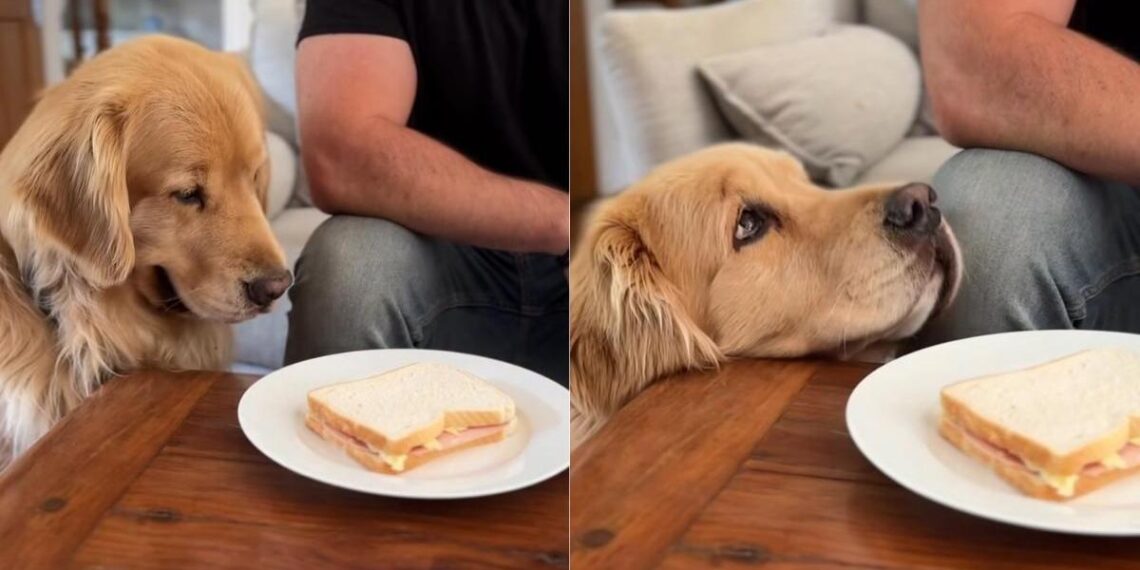 Golden Retriever Is 'Pro' at Begging for Food