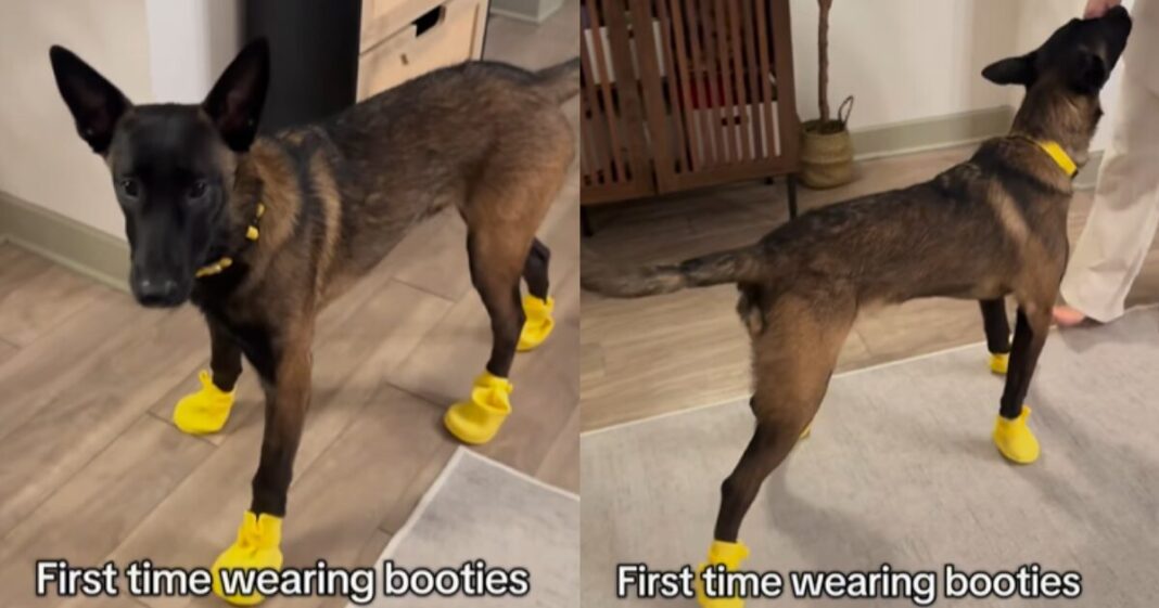 Video: Belgian Malinois Learning To Walk in Booties Is a Mix of Chaos & Cute