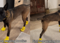 Video: Belgian Malinois Learning To Walk in Booties Is a Mix of Chaos & Cute
