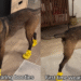 Video: Belgian Malinois Learning To Walk in Booties Is a Mix of Chaos & Cute