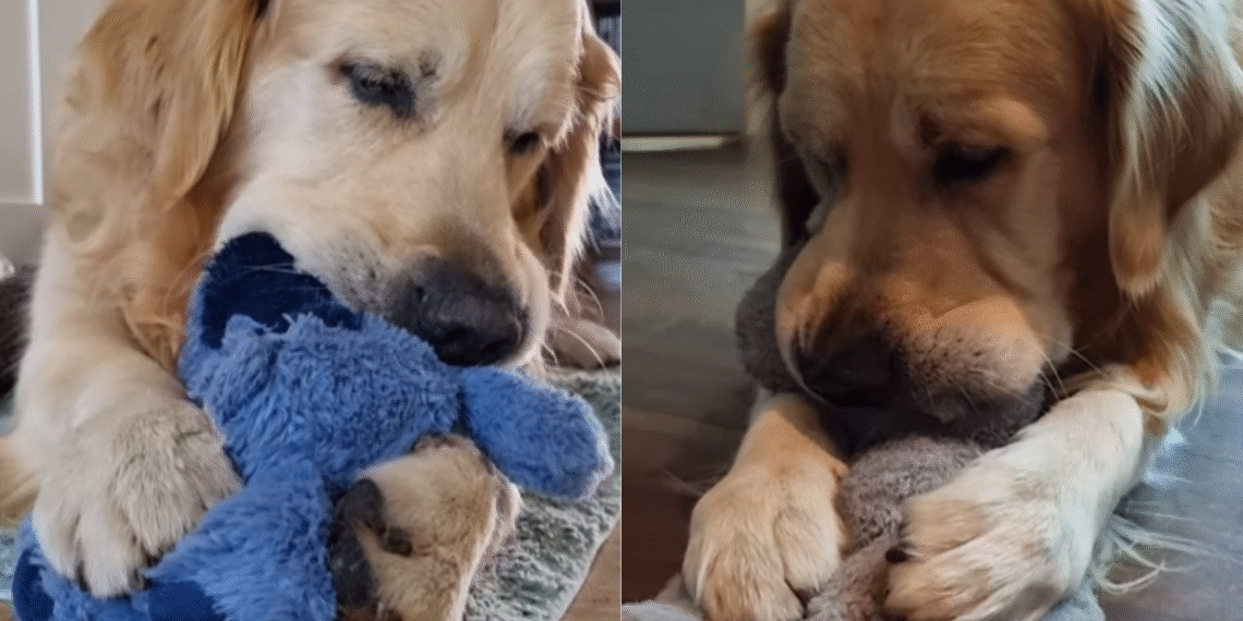 Golden Retriever’s Interactions With Plushies Make for a Surprising Video