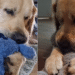 Golden Retriever’s Interactions With Plushies Make for a Surprising Video