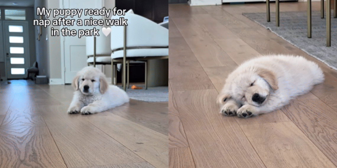 Puppy Preps for a Nap Right After Walk in the Park in Cute Video