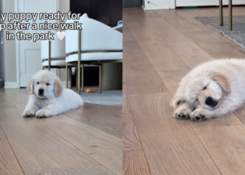 Puppy Preps for a Nap Right After Walk in the Park in Cute Video