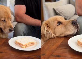 Golden Retriever Is 'Pro' at Begging for Food