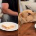 Golden Retriever Is 'Pro' at Begging for Food
