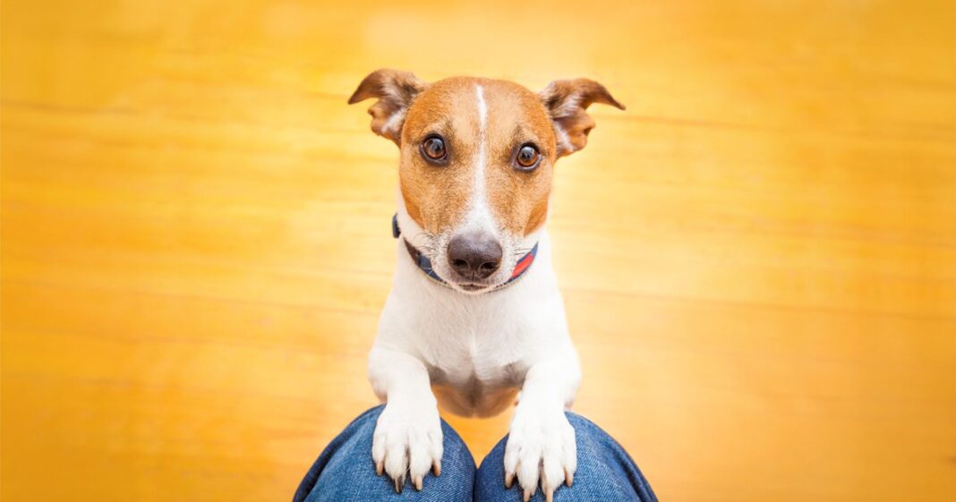 Why Does My Dog Stare at Me?