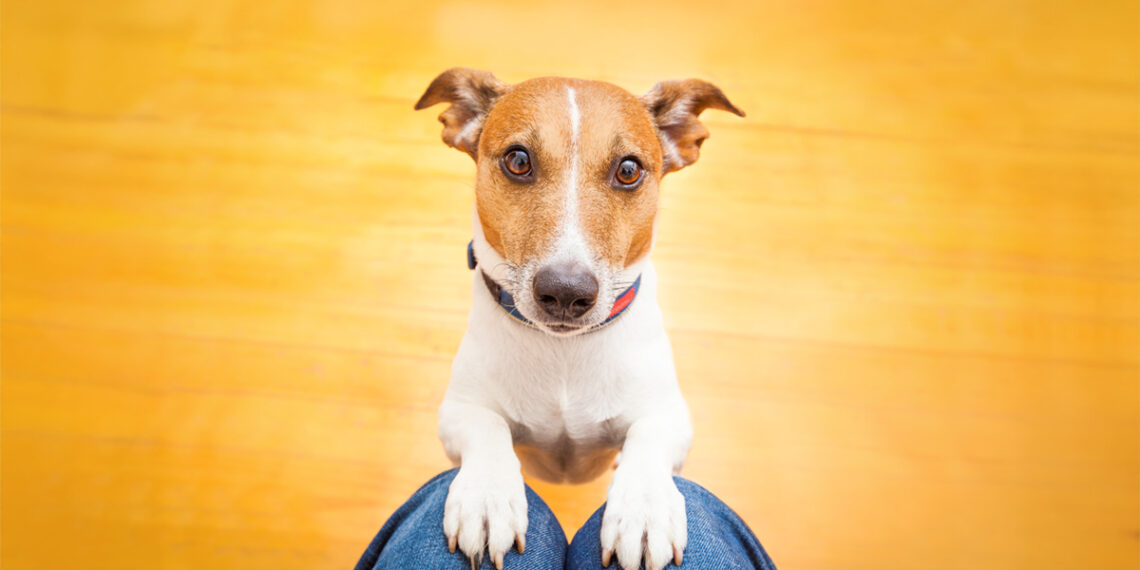 Why Does My Dog Stare at Me?