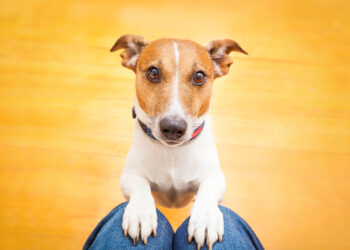 Why Does My Dog Stare at Me?