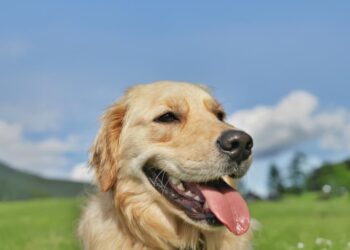 Why Is My Dog Panting So Much? What You Should Know