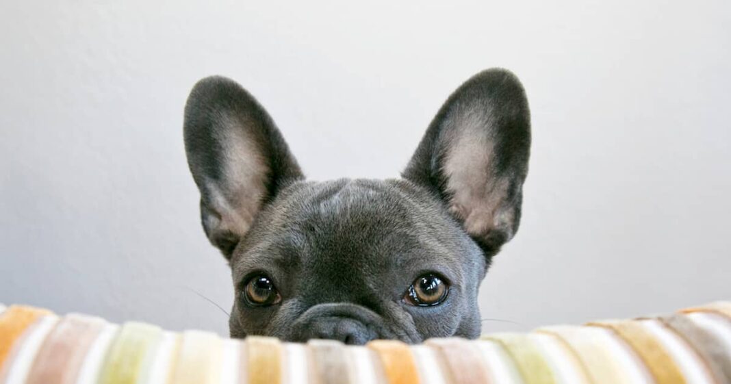 Are Dogs Colorblind? Learning How Dogs See Color