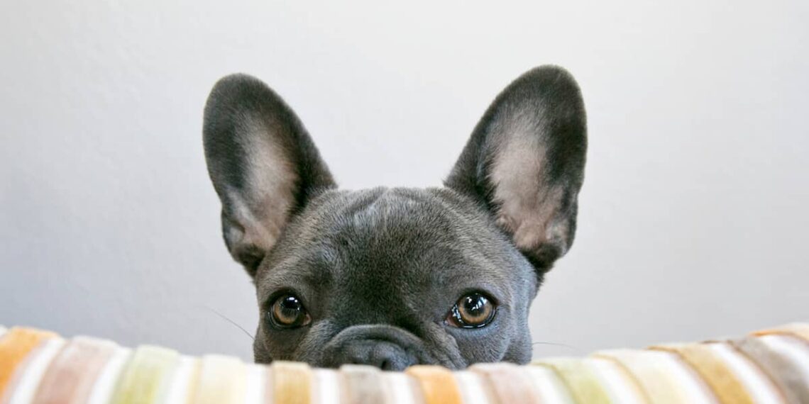 Are Dogs Colorblind? Learning How Dogs See Color