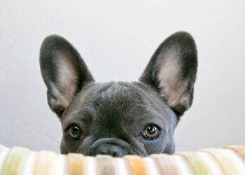 Are Dogs Colorblind? Learning How Dogs See Color