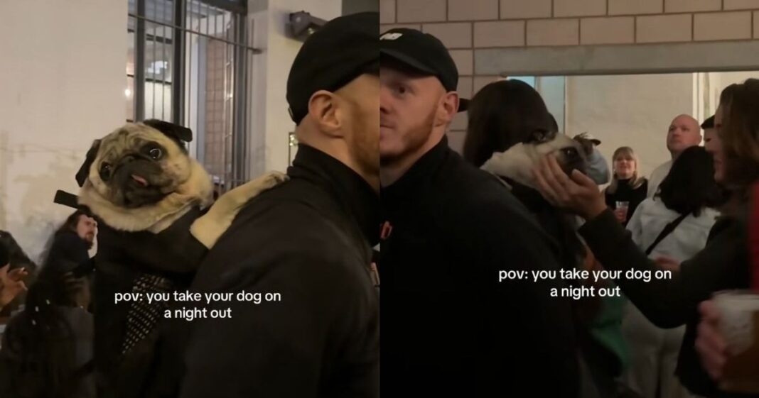 Pug Is The Life Of The Party On Night Out With Owner