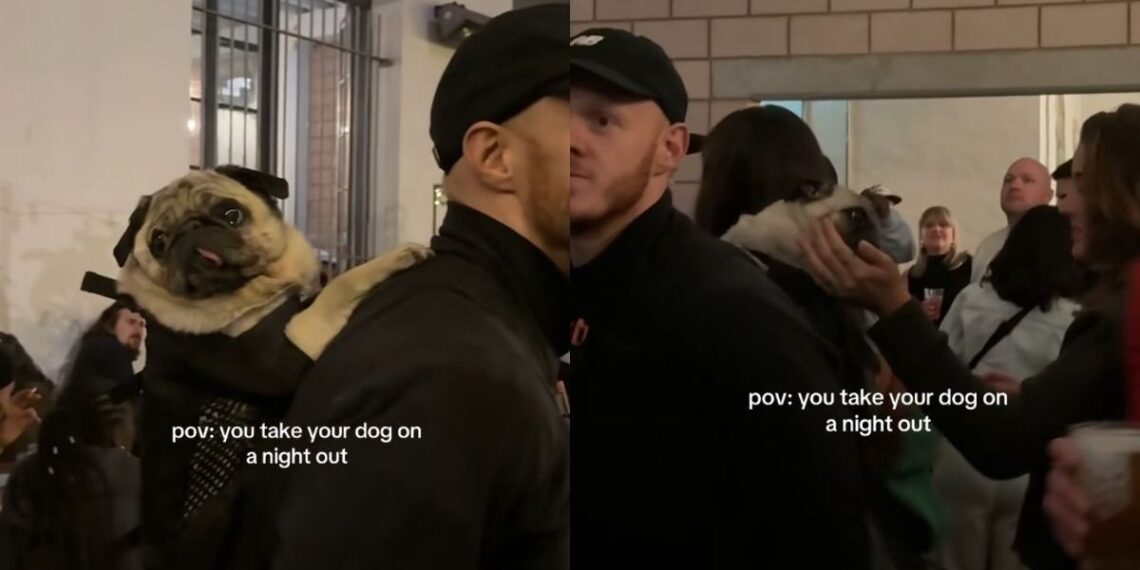 Pug Is The Life Of The Party On Night Out With Owner