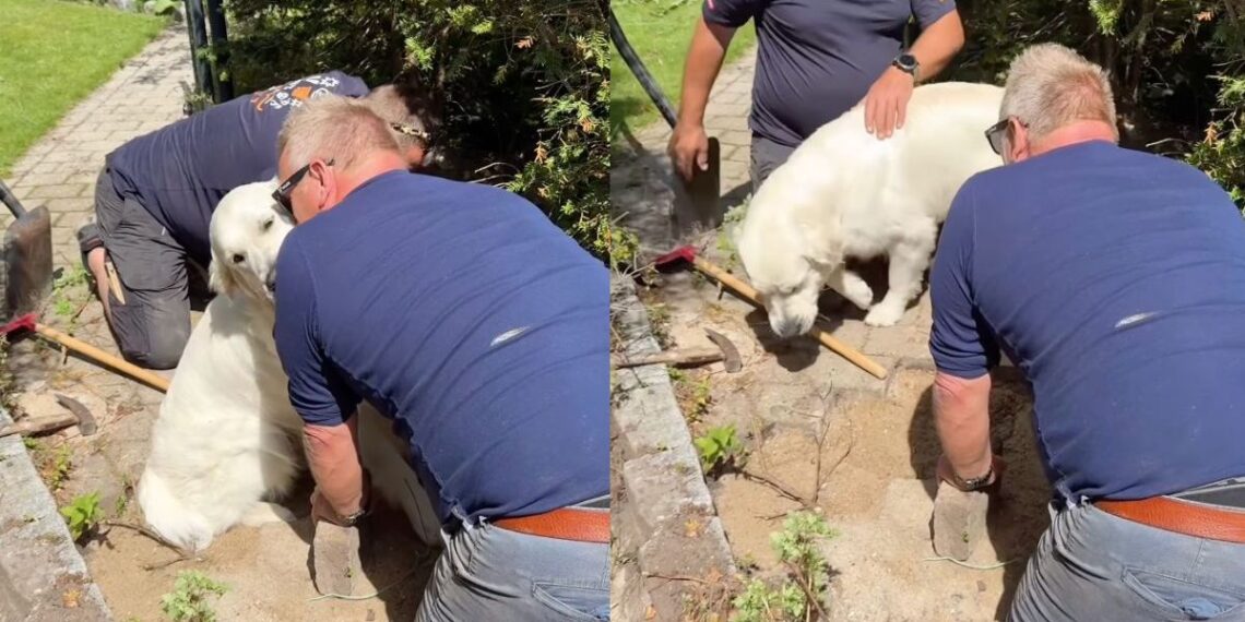 Video: Golden Retriever Steals Kisses While Assisting Men With ‘Important Work'