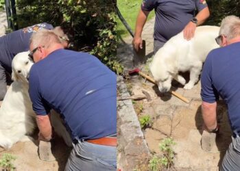 Video: Golden Retriever Steals Kisses While Assisting Men With ‘Important Work'
