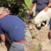 Video: Golden Retriever Steals Kisses While Assisting Men With ‘Important Work'